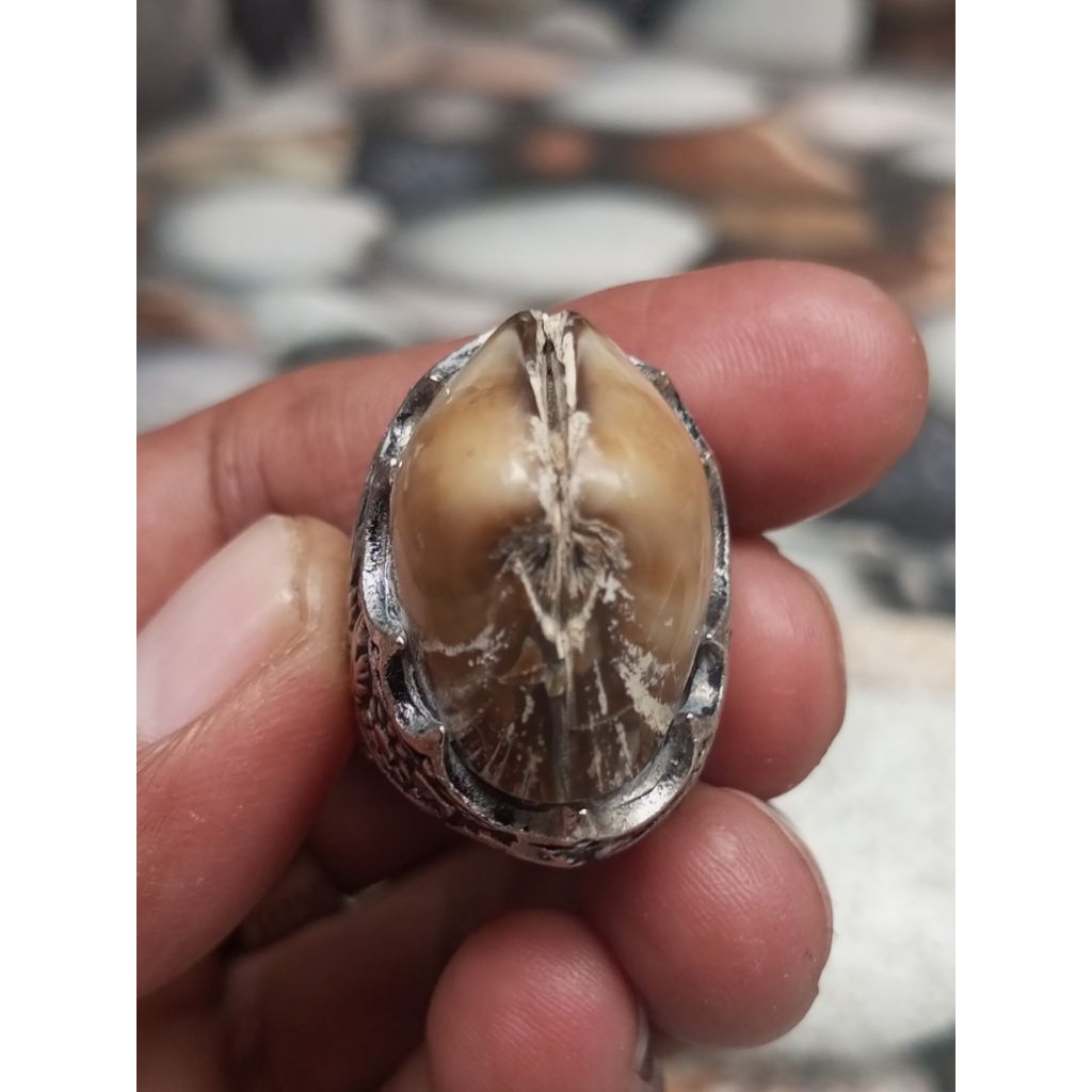 Batu fosil kijing Bungkem