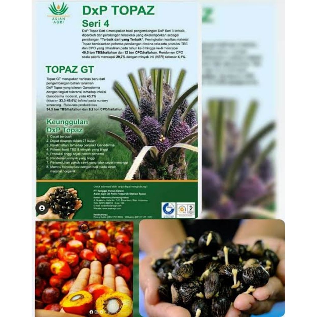 DXP TOPAZ 3 SERI 4 BIBIT SAWIT UNGGUL BERKUALITAS SERTIFIKAT