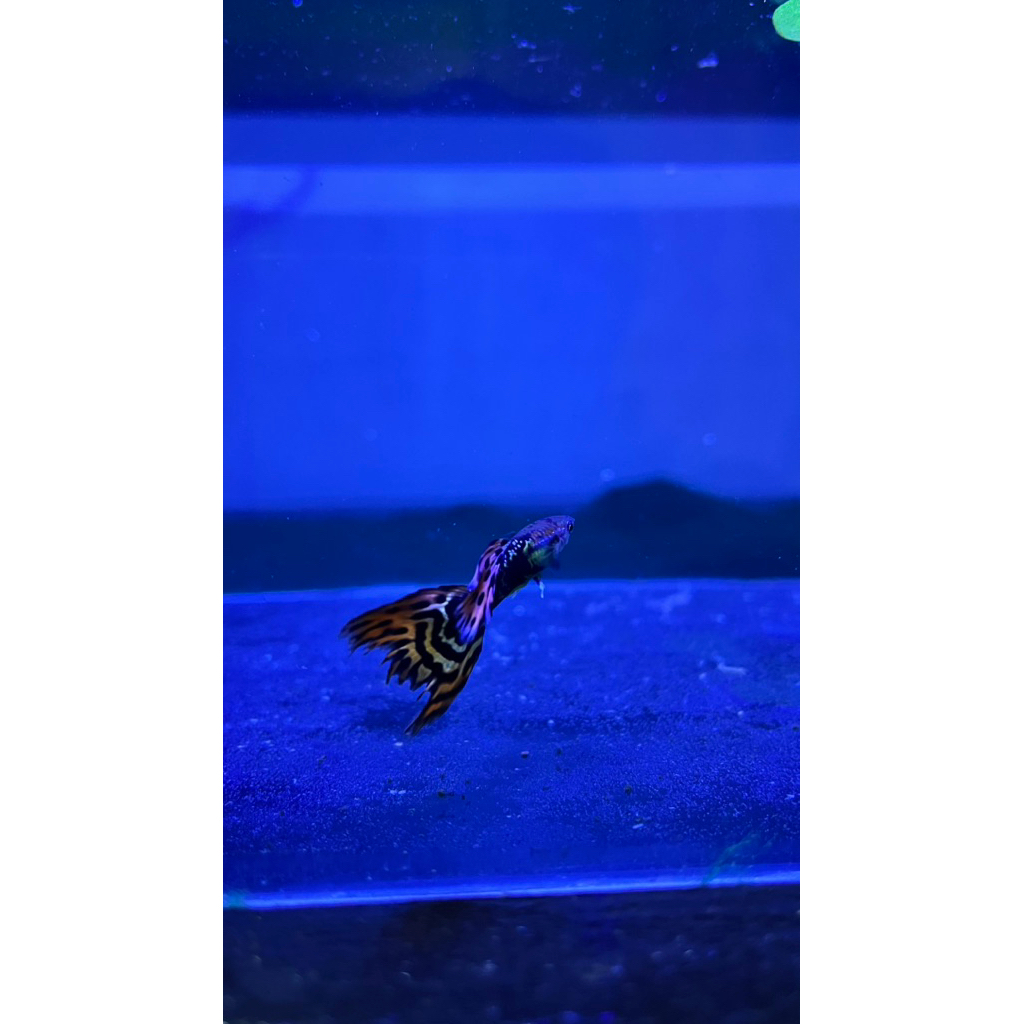 Ikan Guppy Red dragon Grade A+