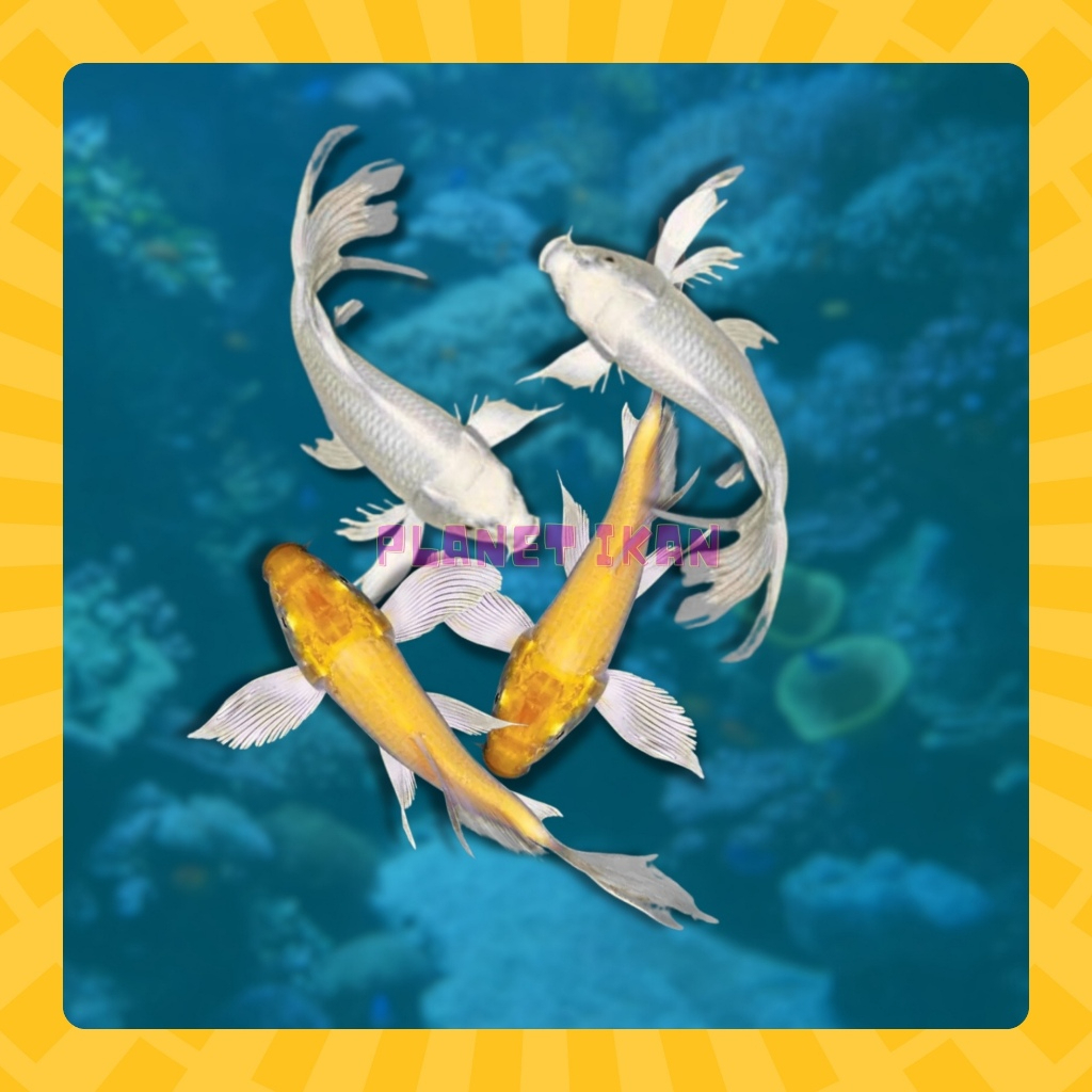 IKAN KOI METALIK SLAYER / IKAN KOI SLAYER KUMPAY SIRIP PANJANG