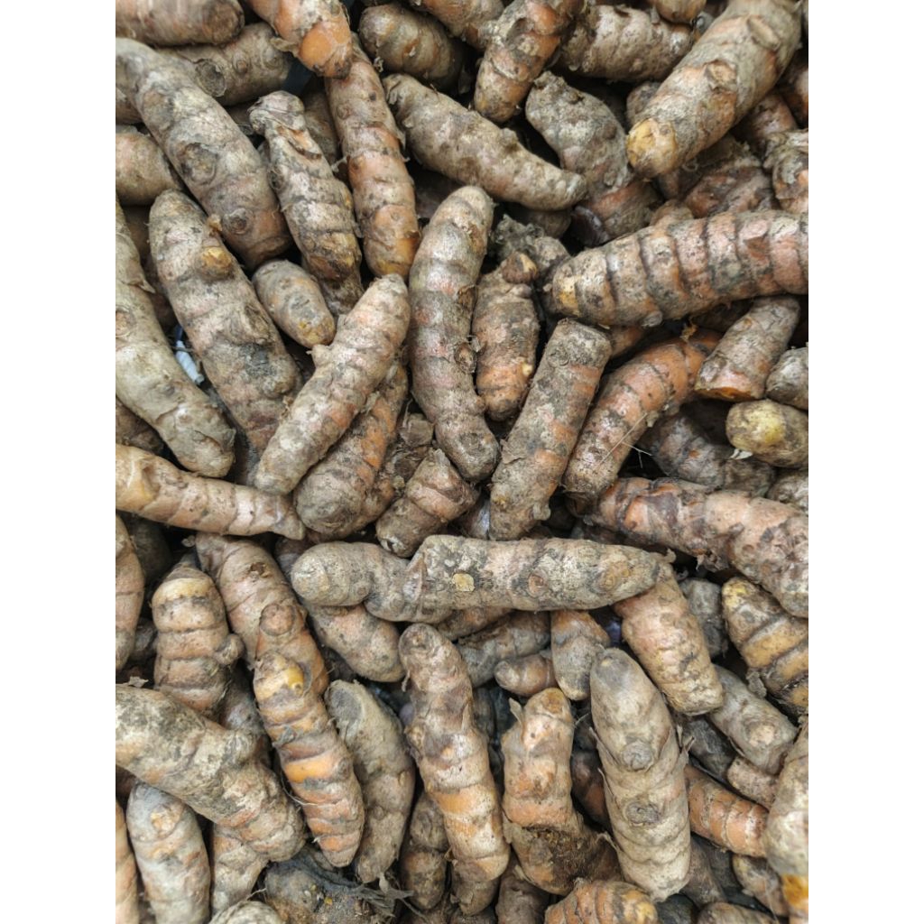 

kunyit / kuning super segar