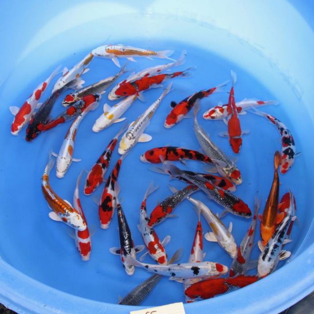 

paketan koi isi 50 ekor