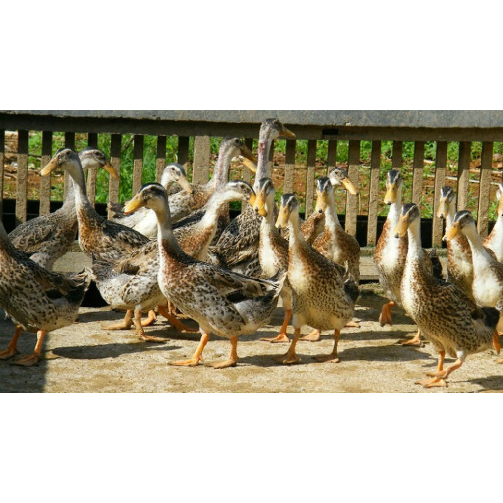 

TELUR TETAS BEBEK ALABIO BEBEK HIAS PETELUR HANDAL UNTUK DITETASKAN