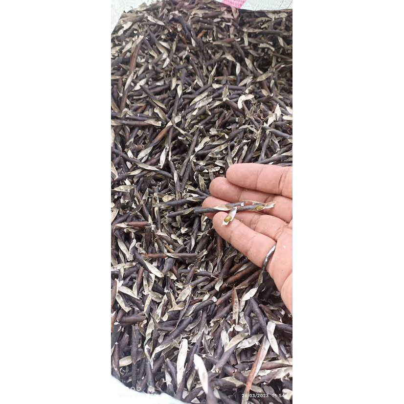 

KULIT KACANG HIJAU KERING