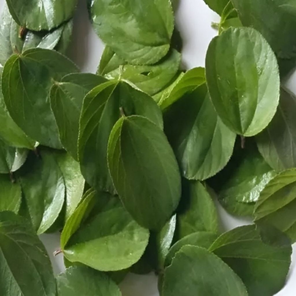 

❤️ GISELLA ❤️ Daun Bidara Segar 1 Paket Dapat 10 Lembar