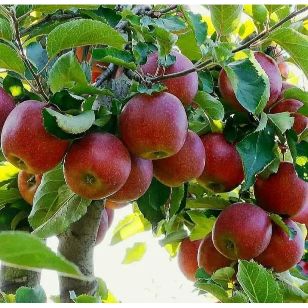 bibit apel fuji / apel merah.cpt berbuah