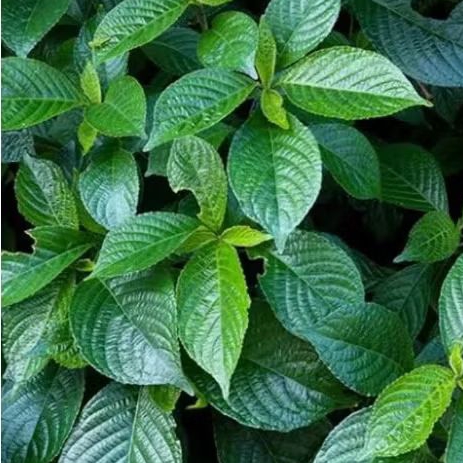 

daun keji beling atau daun pecah beling segar di petik saat orderan masuk