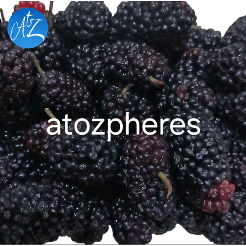 

Buah mulberi segar fresh mulberry