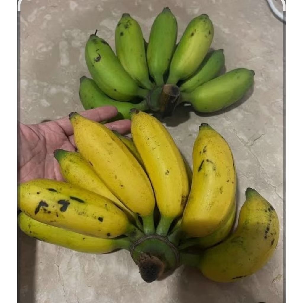 

Pisang janten mateng 1 kg