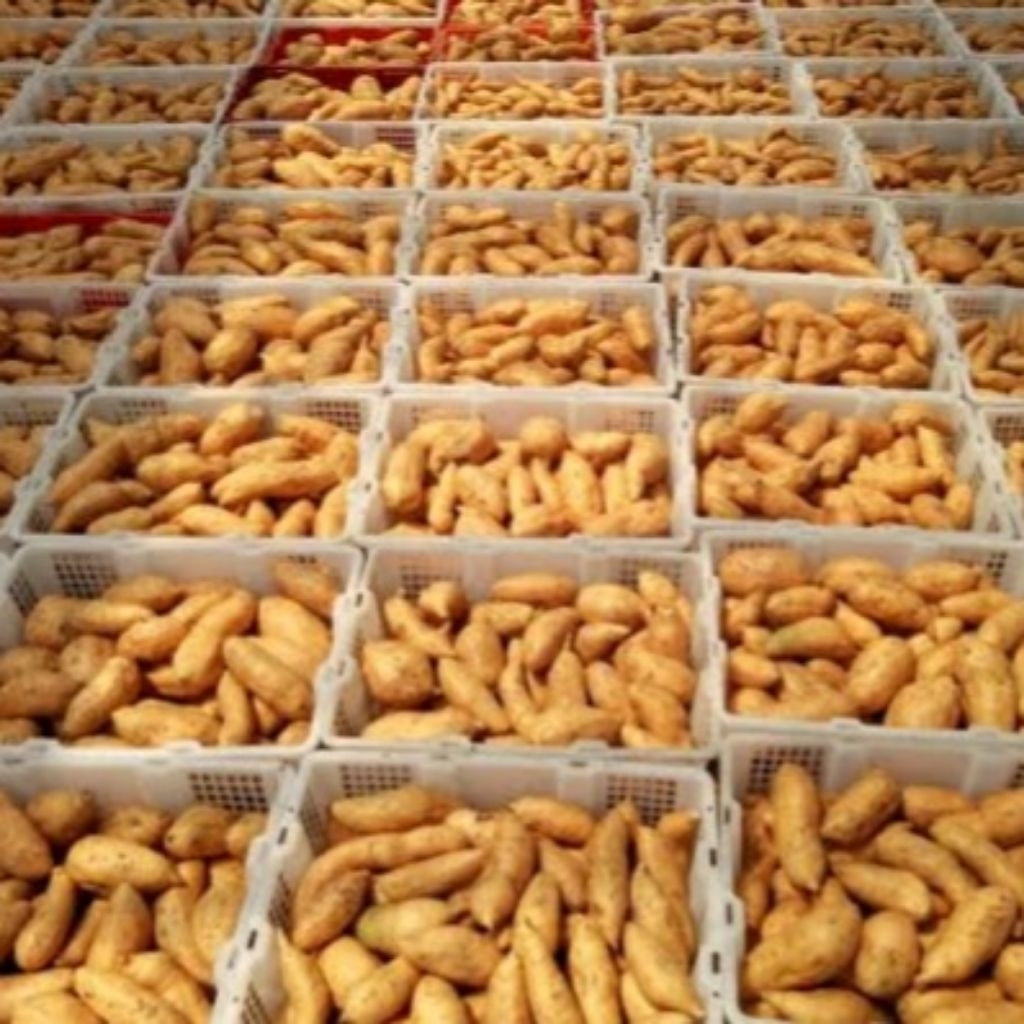 

UBI CILEMBU MADU 1KG