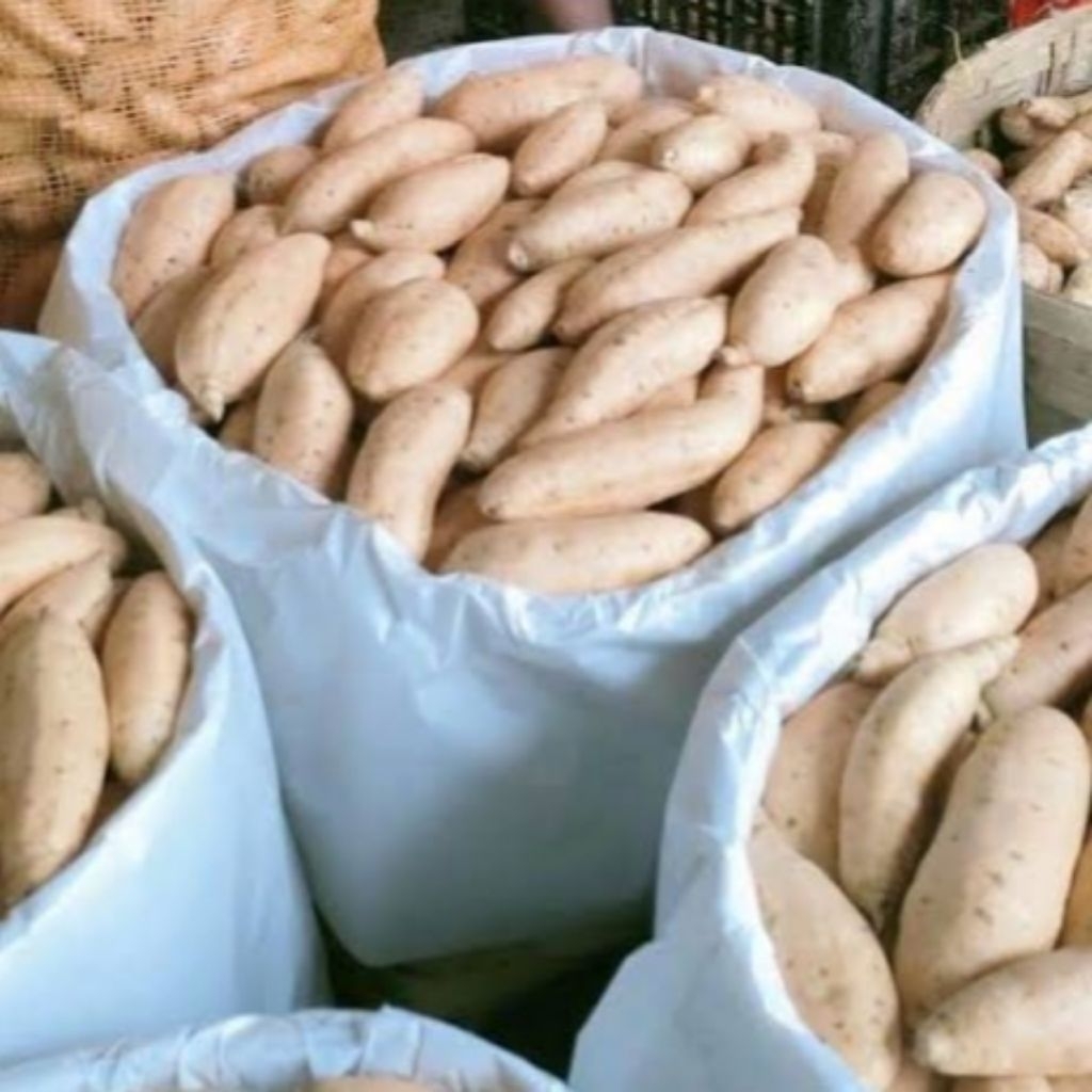 

UBI CILEMBU GRADE A 1KG MENTAH MADU ASLI BUAT OVEN