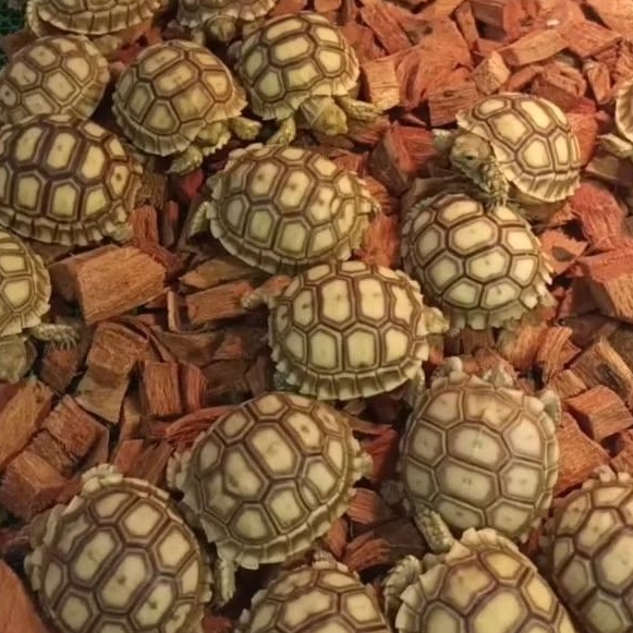 Kura Darat | Sulcata 6-8 cm CB Indo Promo