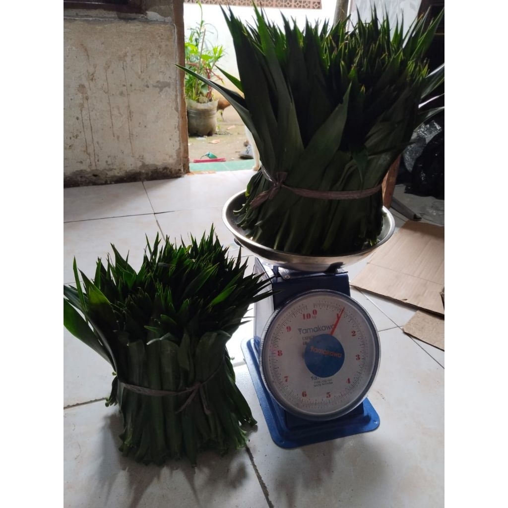 

promo daun Suji segar isi 2kg