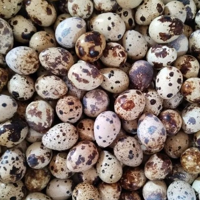 

250gr telur puyuh surabaya