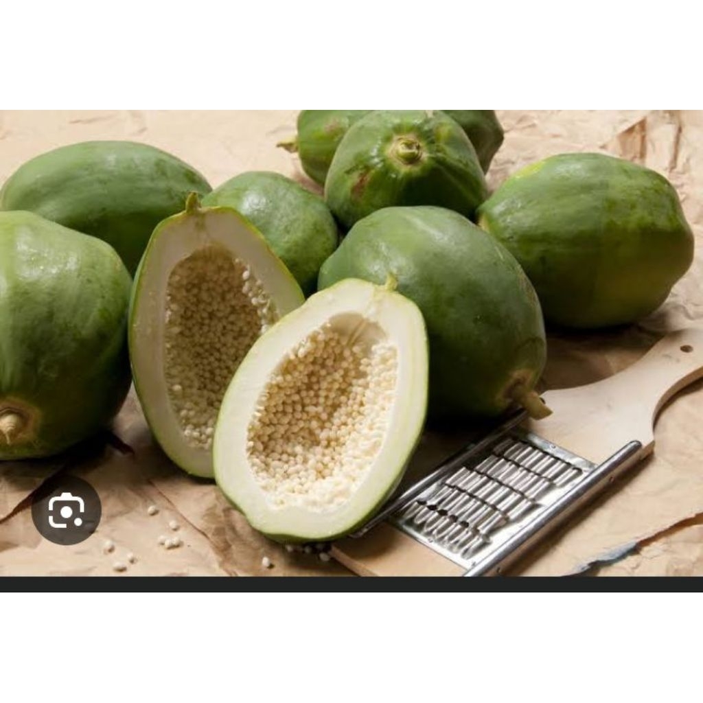 

pepaya sayur 1 full utuh