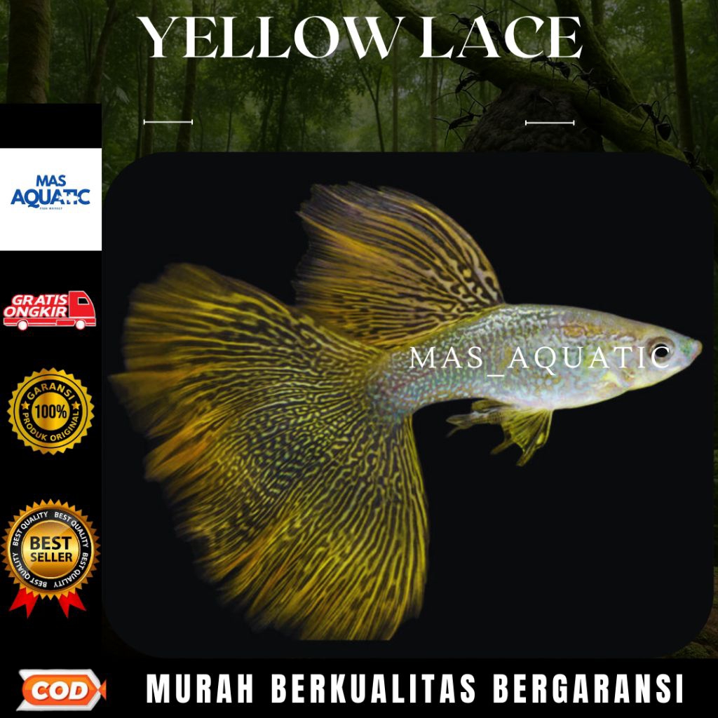 

EXTRA PACKING KARDUS || $£₱4$4NG YELL0W L4CE