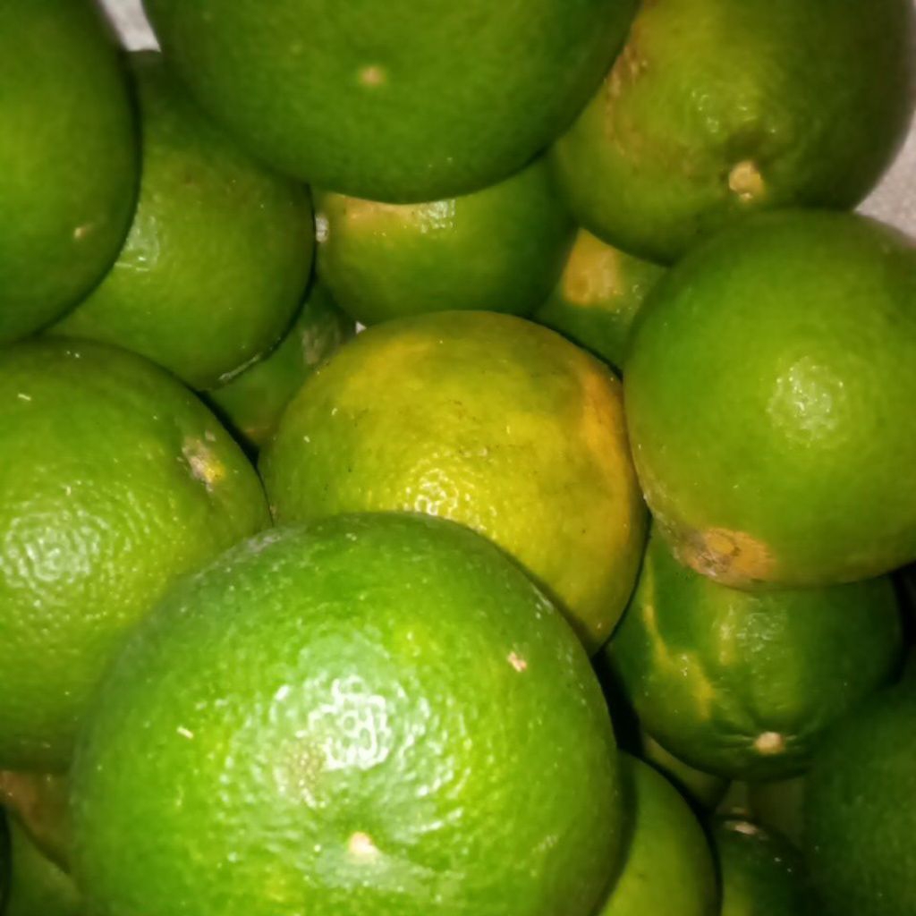 

Jeruk Baby Segar 500 gram / Jeruk Baby Java Lokal / Jeruk Iris Lokal Sragen