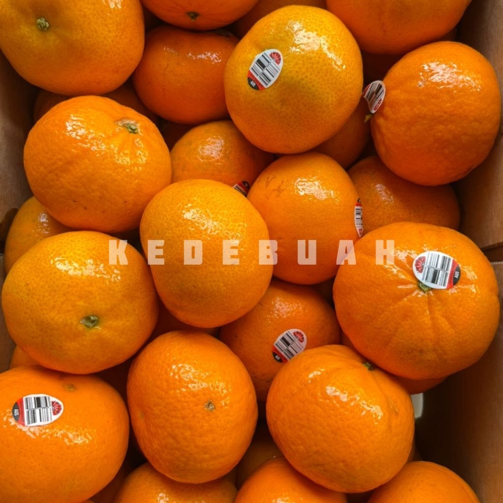 

Jeruk Honey Murcot Australia