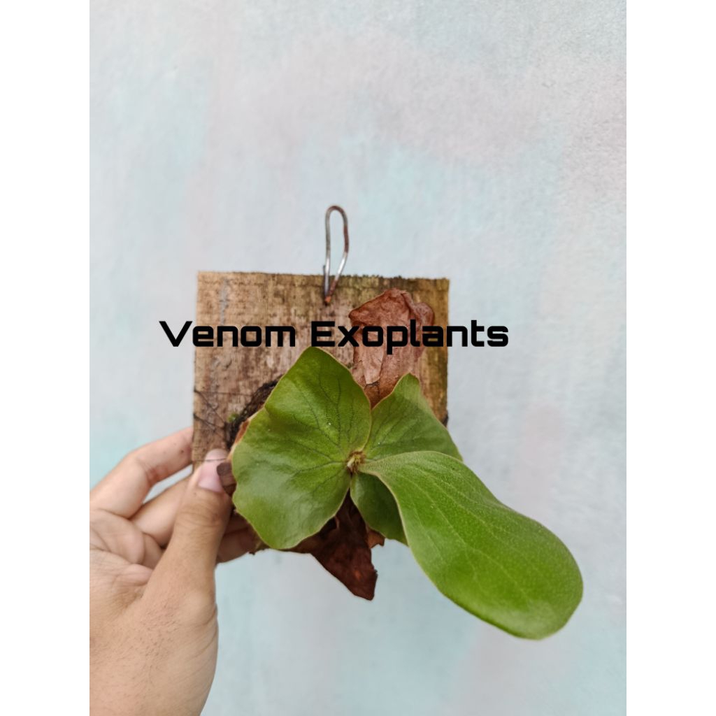 Platycerium Elephantotis Silver Tanaman Simbar Menjangan Tanduk Rusa