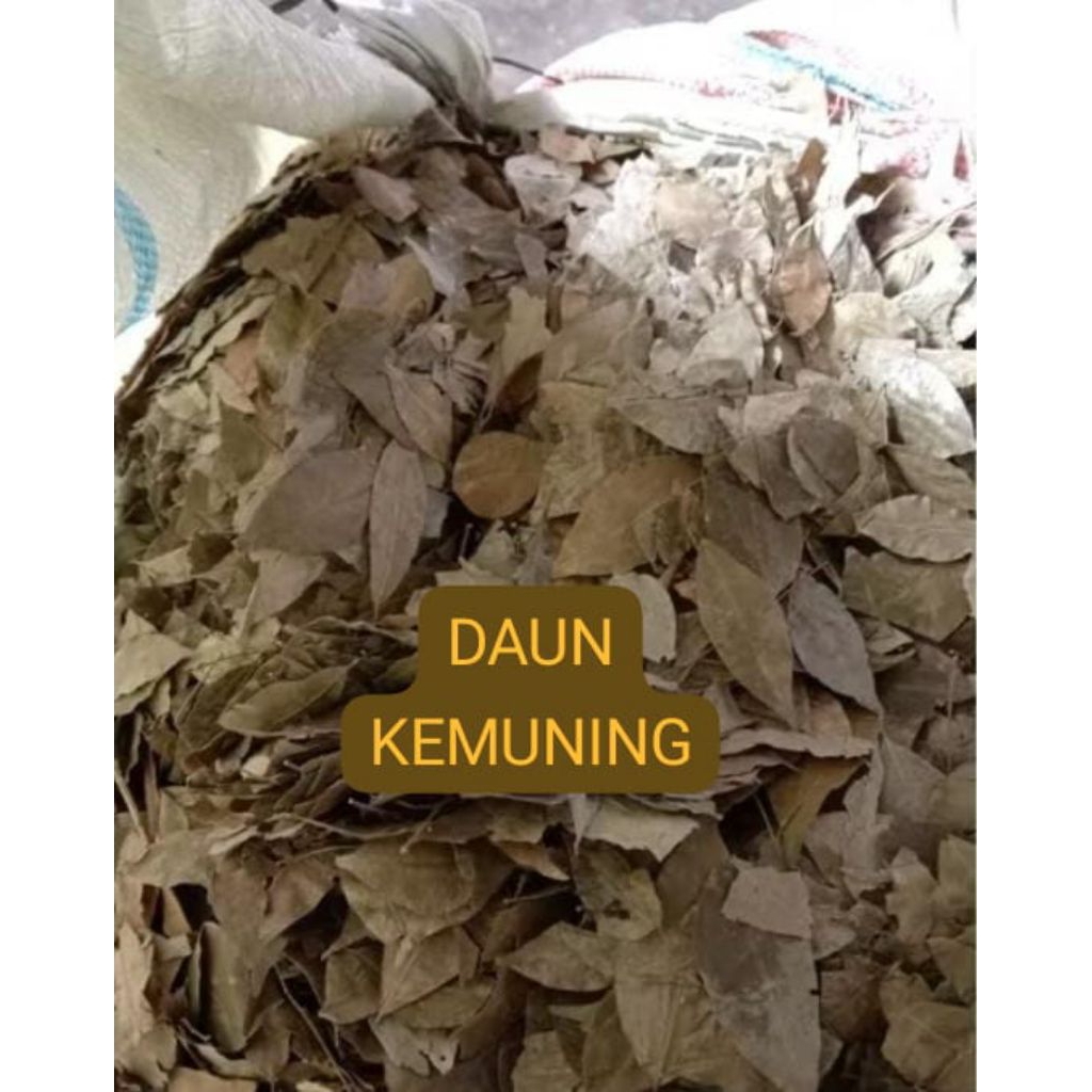 

daun kemuning kering 200gr