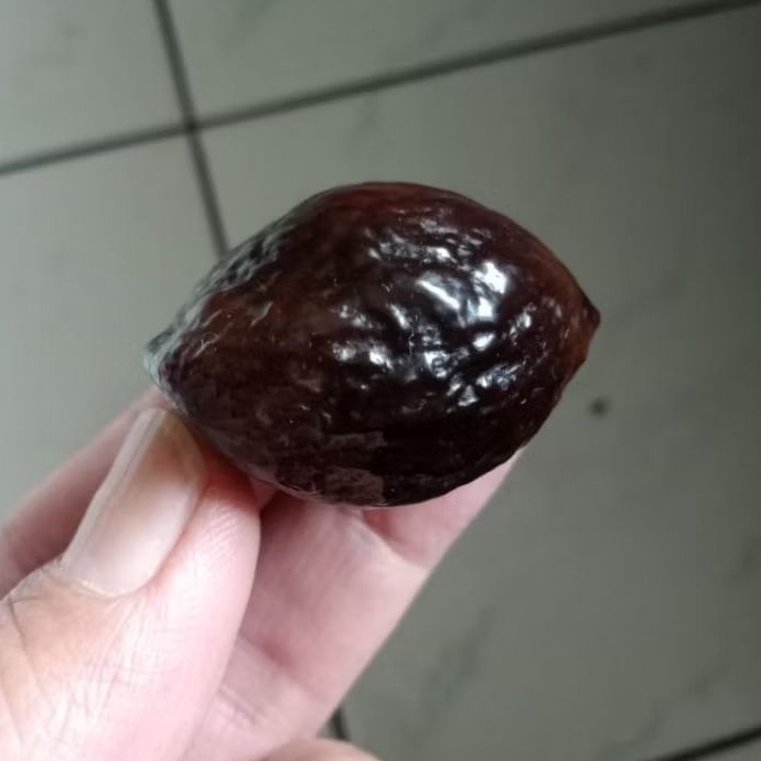 Kemiri Adu Muncang Adu Jayanti Entog Ori Matang Menang Dua Kali