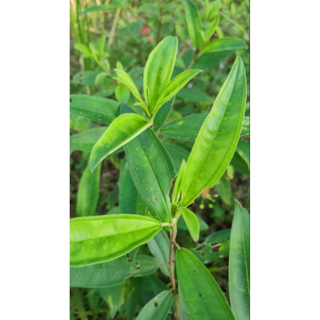 

Daun Senggani Segar - Herbal Alami Serbaguna