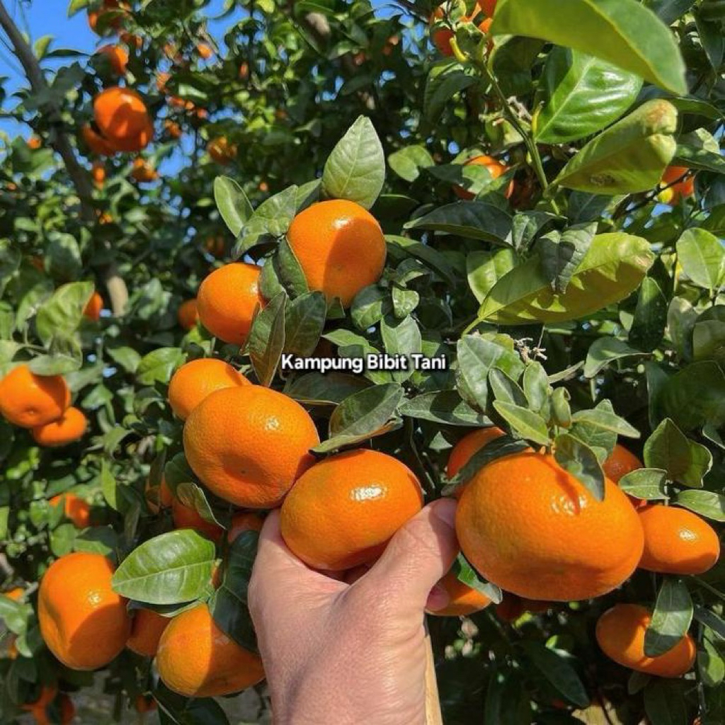 

indukan jeruk santang madu kondisi sudah berbuah