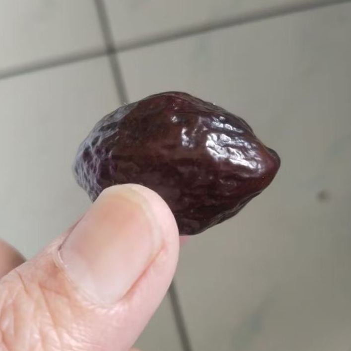 Kemiri Adu Muncang Adu Obral Jayanti Joker Ori Matang