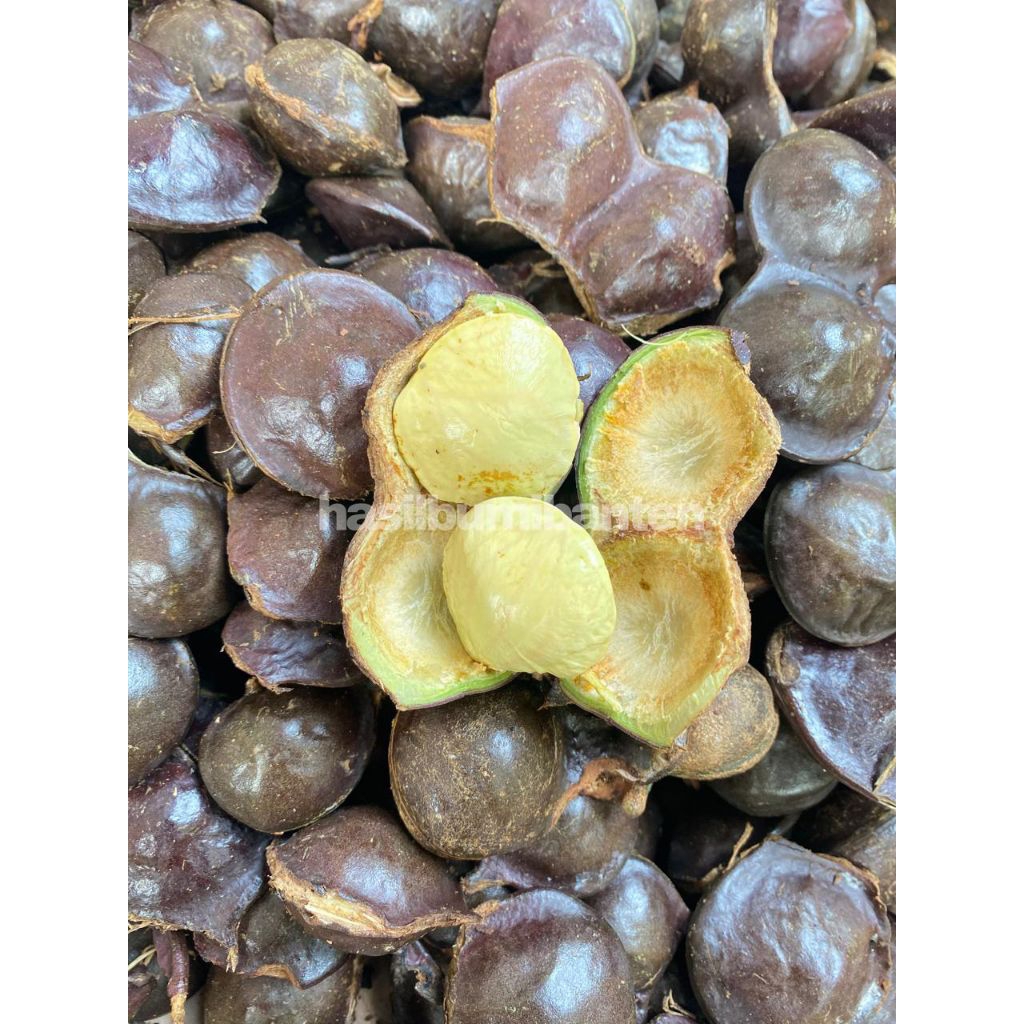 

JENGKOL MUDA CANGKANGAN 500gr FRESH