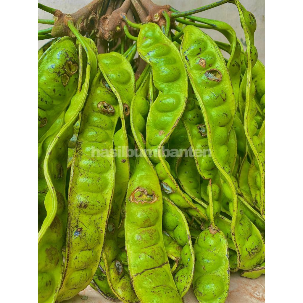 

PETE PETAI SISA SORTIR ISI 10 PAPAN LONJOR MURAH