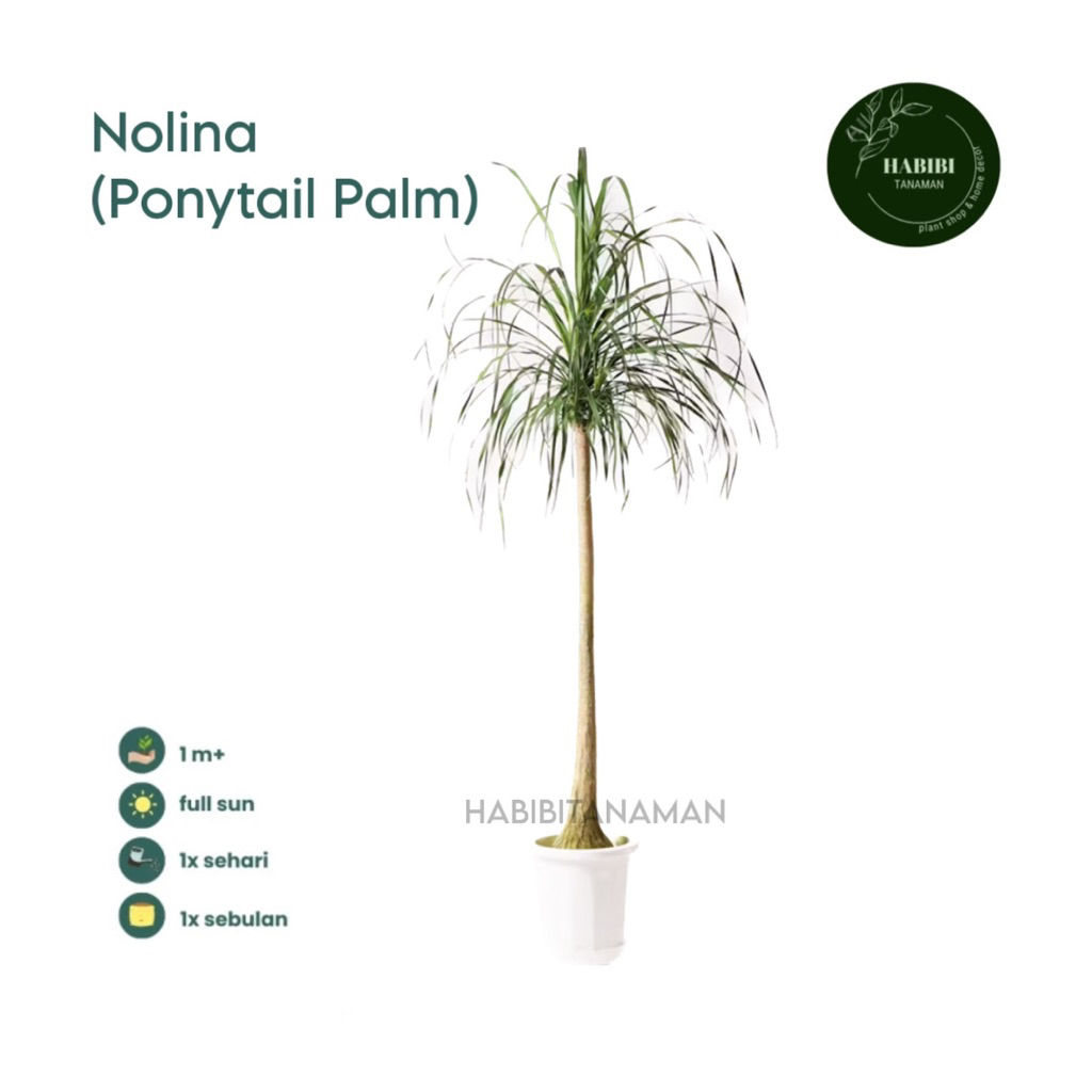 Tanaman hias nolina recurvata ukuran 1meter up - Tanaman hias Ponytail Palm- tanaman hias palm ekor 