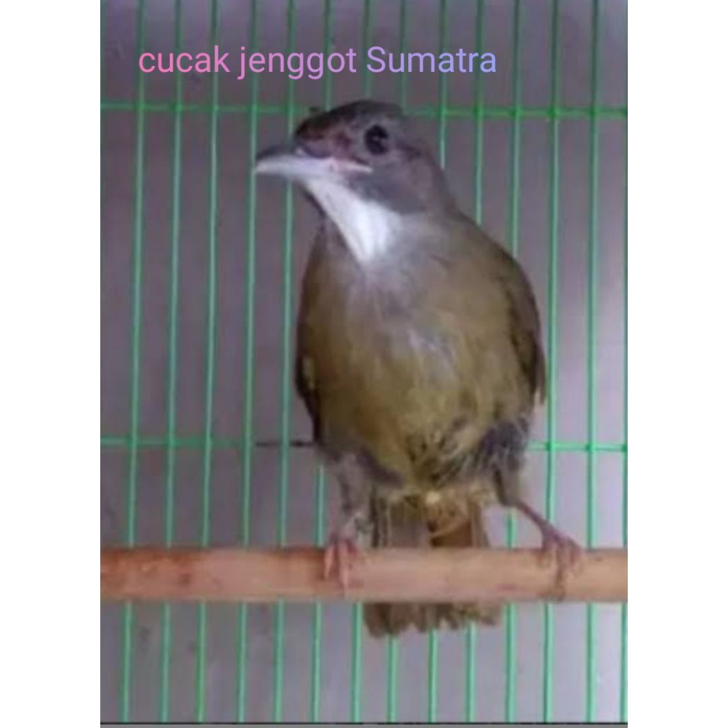 cucak jenggot Sumatra pilihan jantan