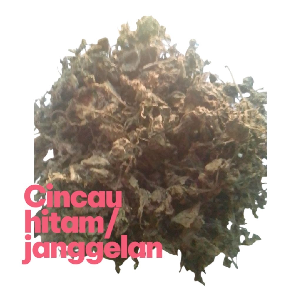 daun cincau hitam / janggelan kering [ pegunungan pacitan ]