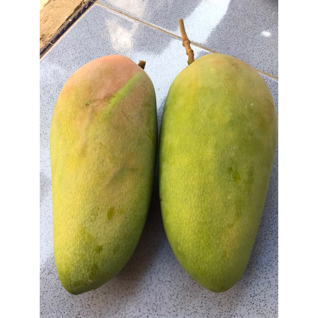 

Mangga kiojay/thailand kriuk fres