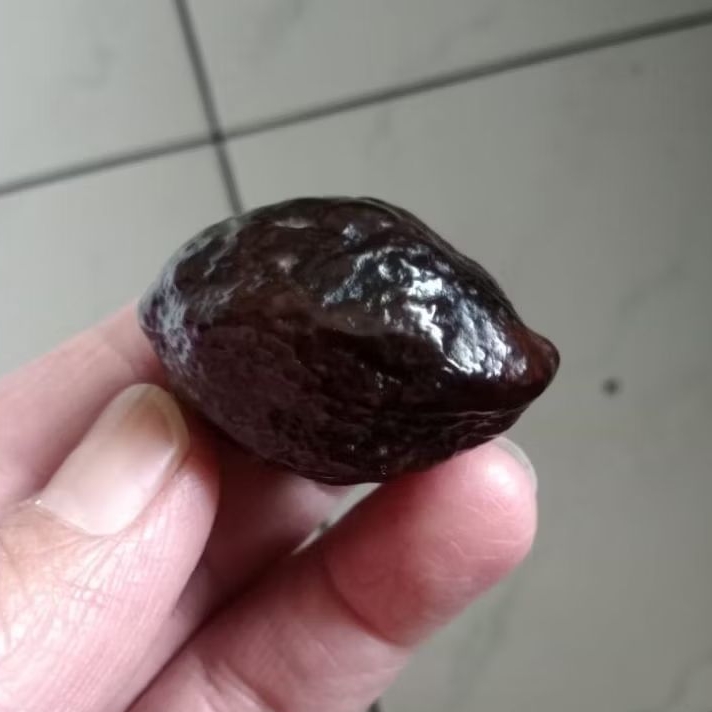 Kemiri Adu Muncang Adu Jayanti Si Pait Ori Urgen Menang Dua Kali