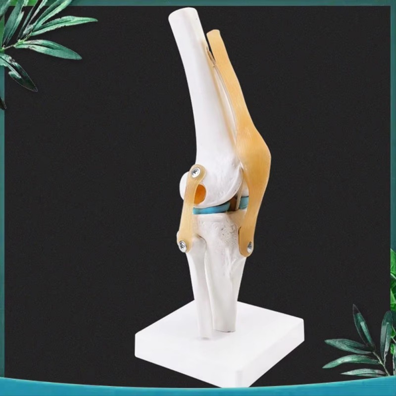 Knee Joint Model Anatomi Sendi Lutut Anatomi Sendi Lutut Manusia Anatomi Tulang