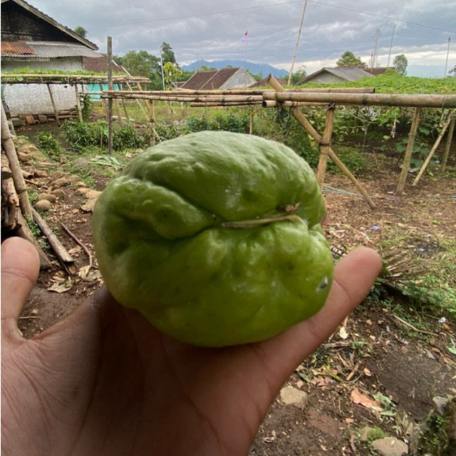 

Bibit labu siam jumbo super siap tanam