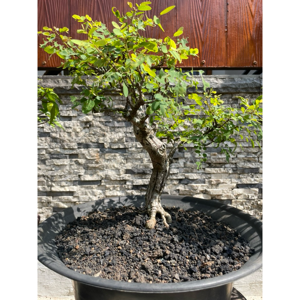 Bonsai Ileng - ileng