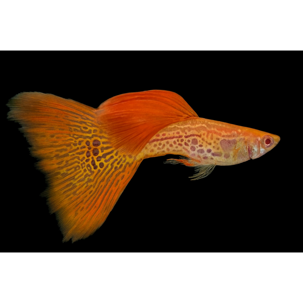 Stiker Ikan Guppy Albino Red Lace Hias Akuarium