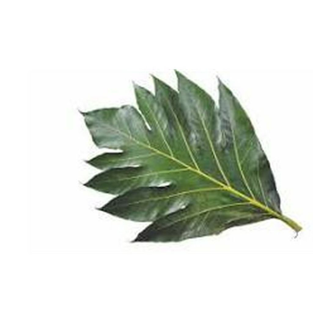 

daun sukun segar fresh per 250 gram