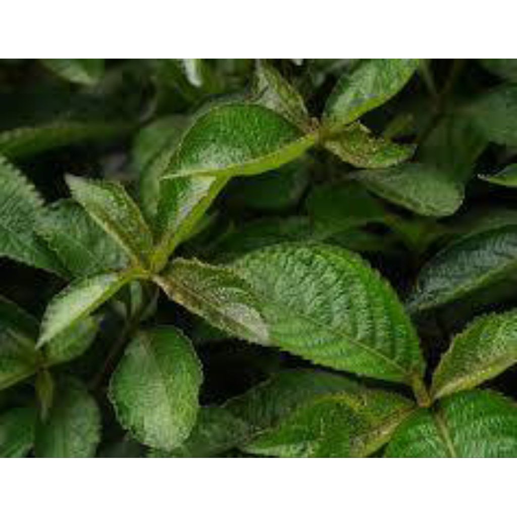 

DAUN KECIBELING KEJIBELING PECAH BELING SEGAR 1 KG