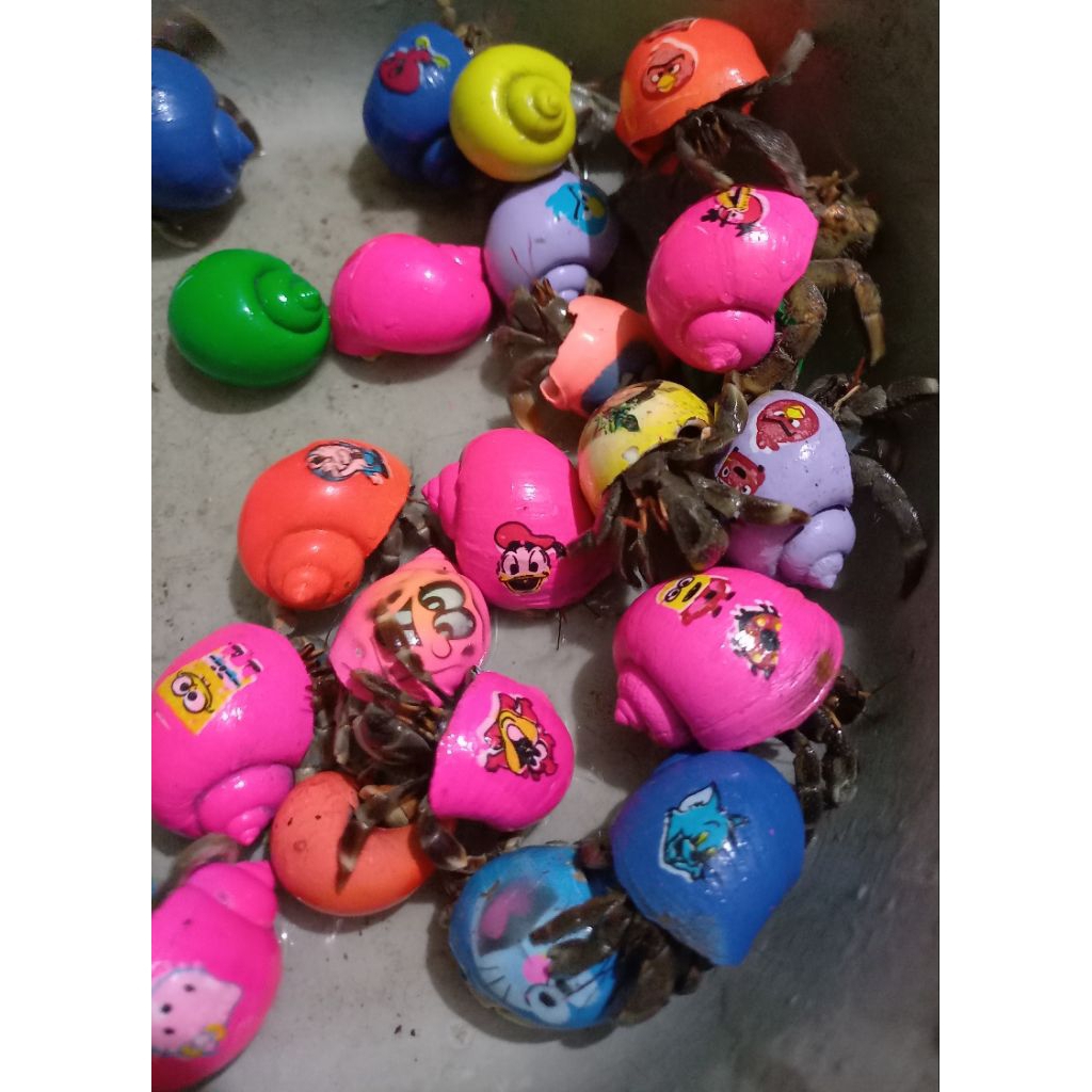 Kelomang warna harga grosir