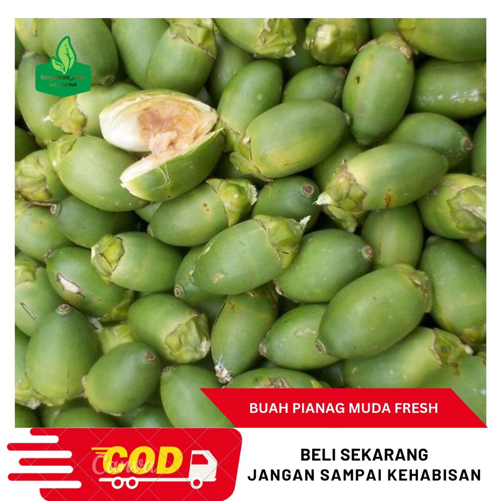

Buah Pinang Muda Segar 500gram-Buah Pinang Segar