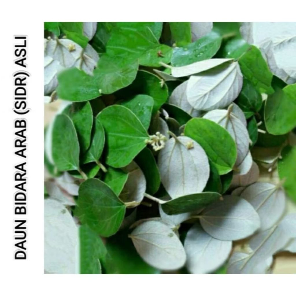 

Daun Bidara Arab Segar Asli(1 pack isi -+100Lembar).Baru Di Petik saat orderan Masuk agar tetap segar