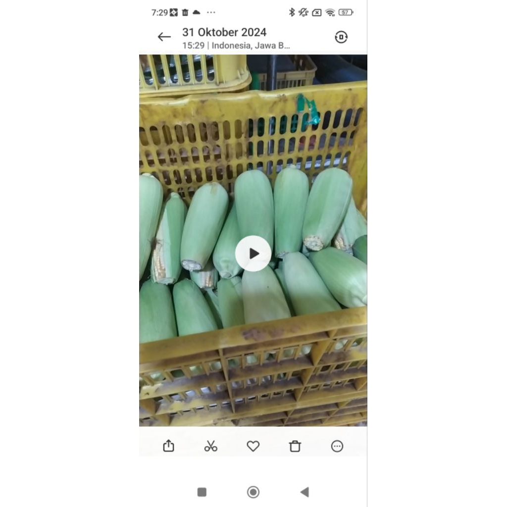 

jagung manis kulit 1 kg