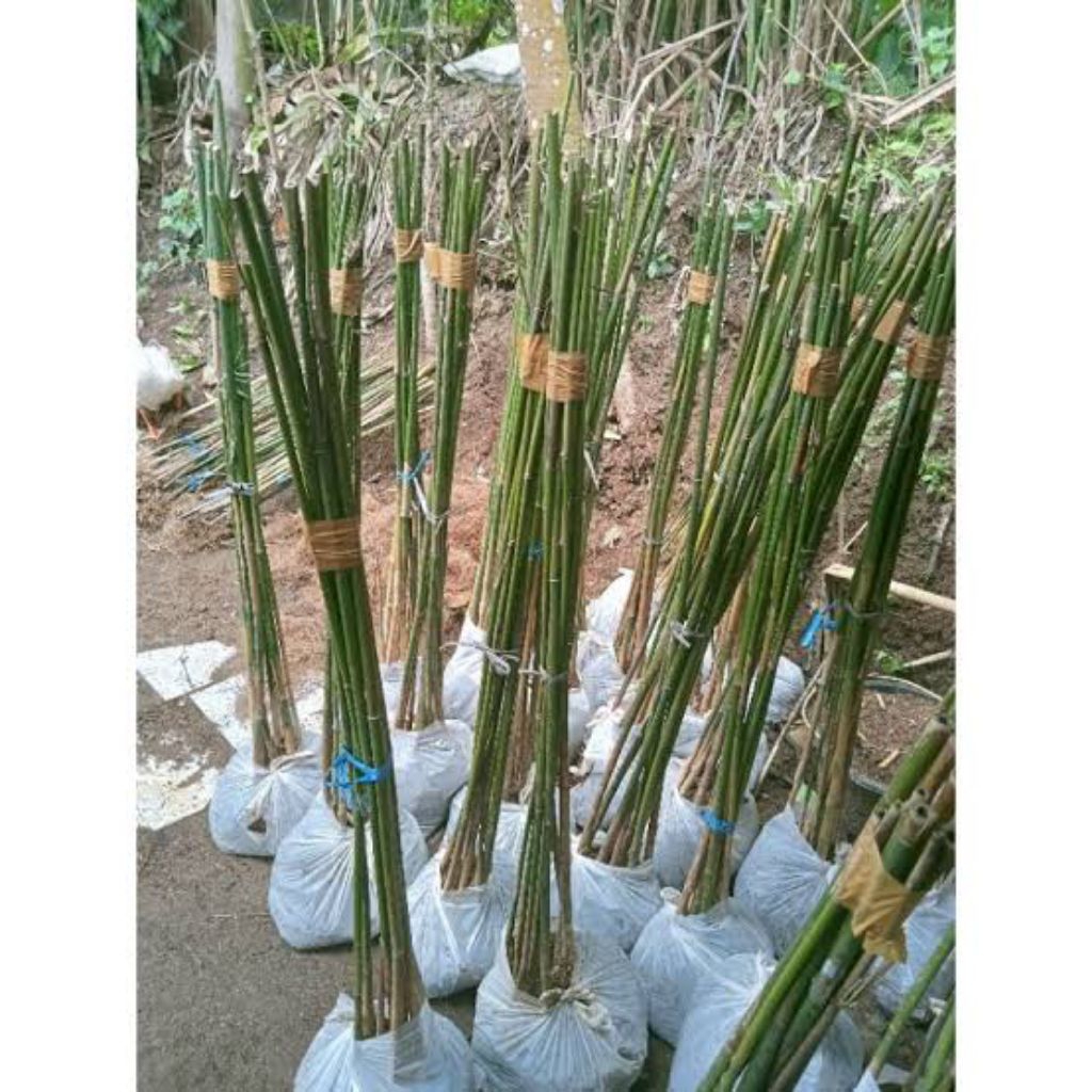 Bibit Bambu Jepang Hias Mini Tanaman Bambu Jepang Siap Tanam