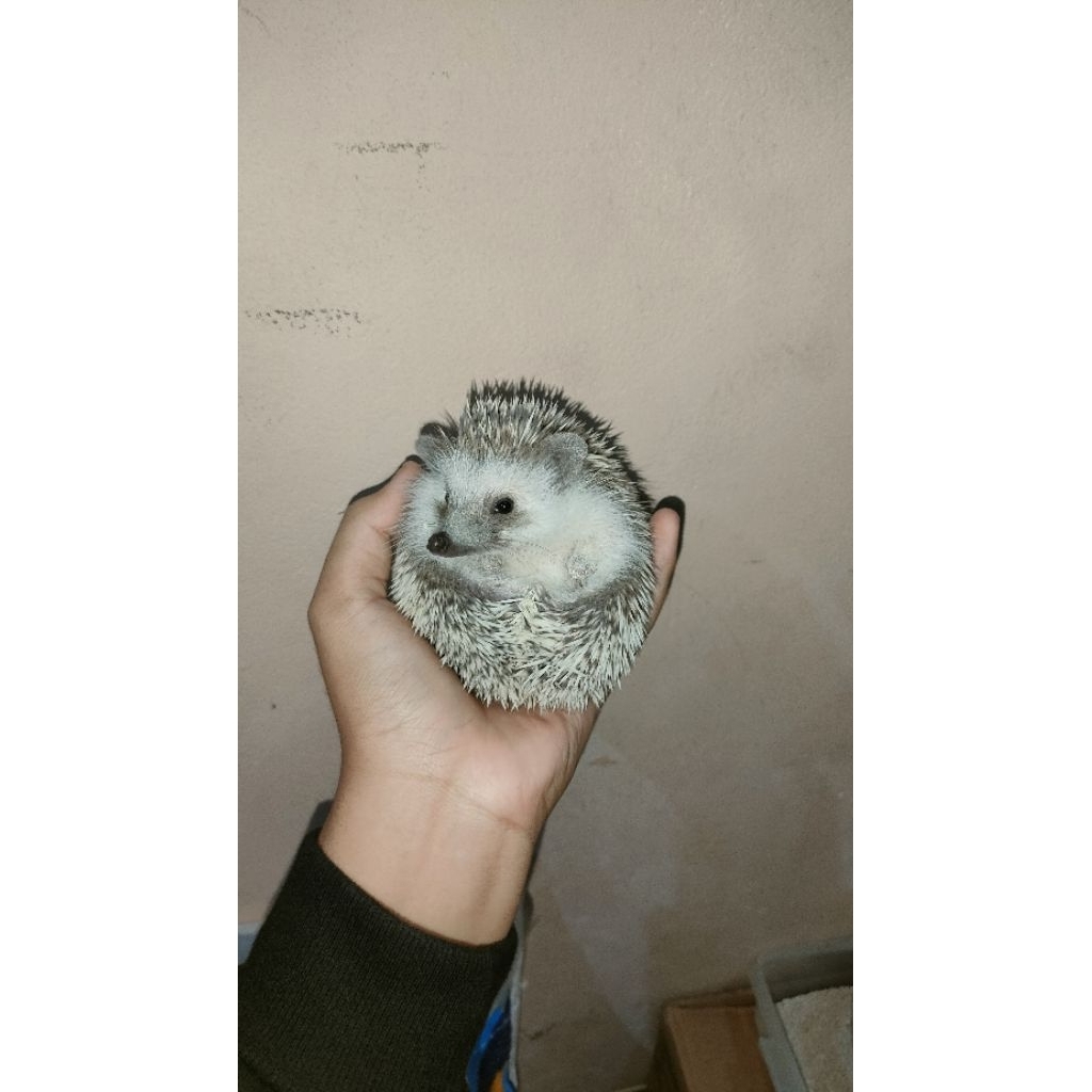 Anakan landak mini betina