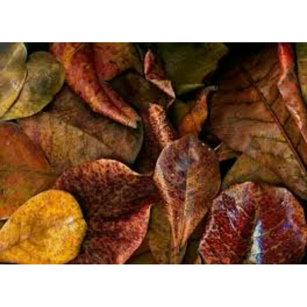 

Daun ketapang kering