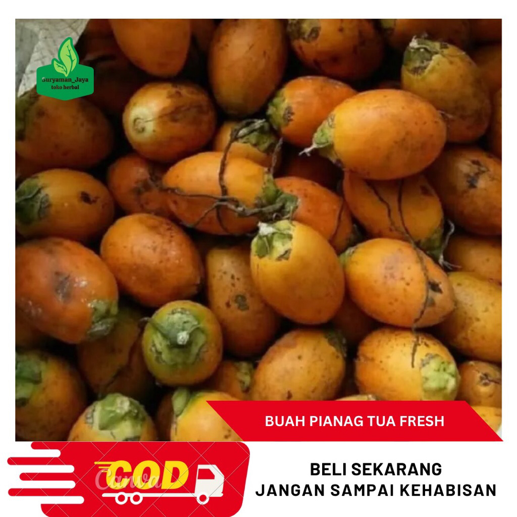 

Buah Pinang Tua Segar 1kg-Buah Pinang Tua Fresh