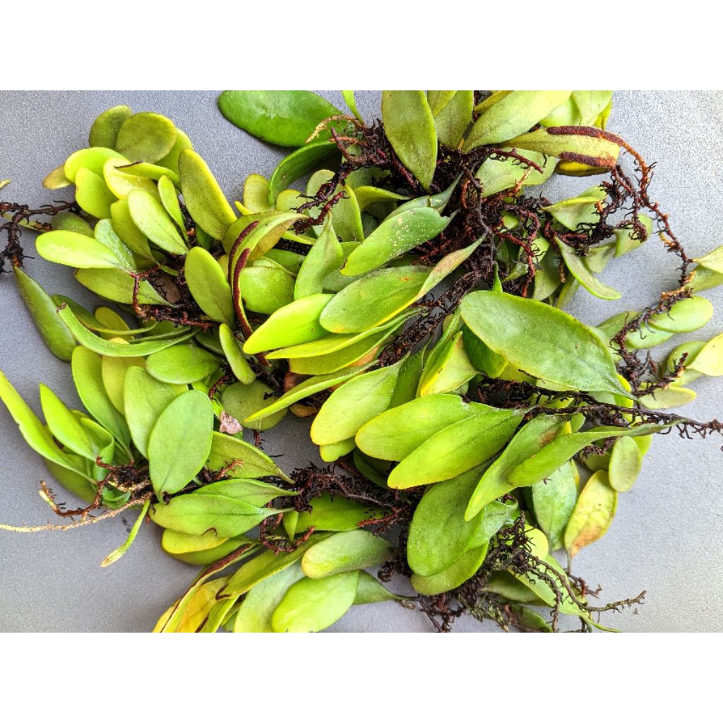 

paket daun picisan atou sisik naga500 gram